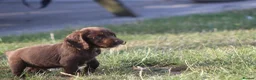 Cocker Spaniel dogs for sale: Working Cocker spaniel puppies for sale  - Advert 3