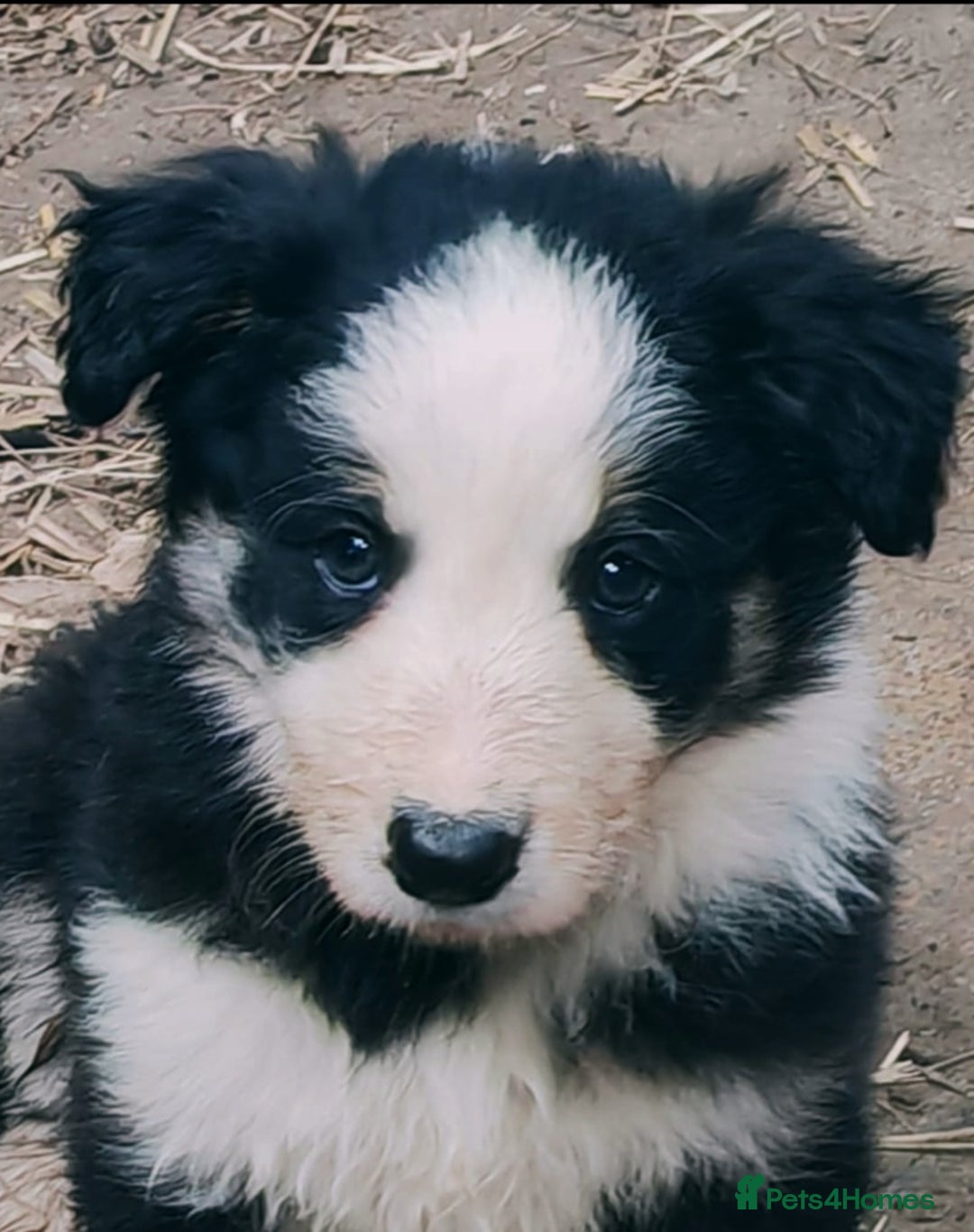 Border Collie dogs for sale: Border collies - Image 3