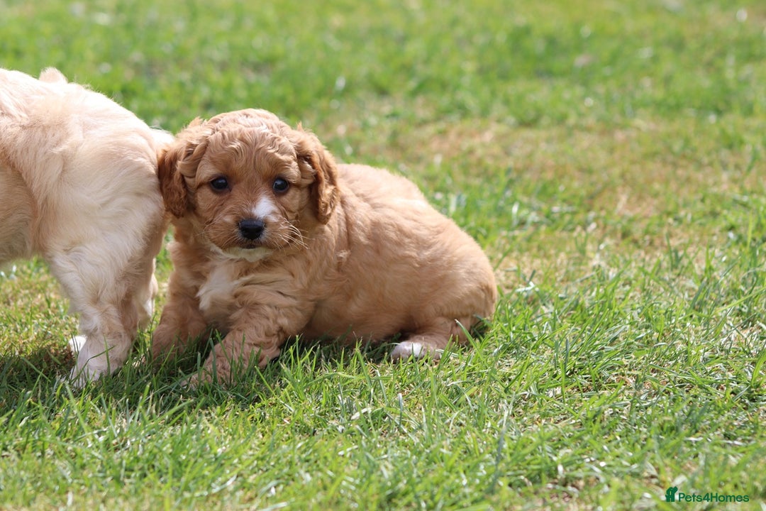 Cavapoochon dogs for sale: Beautiful Cavapoochon puppies for sale - Image 31