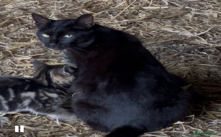 Mixed Breed cats - Advert 11