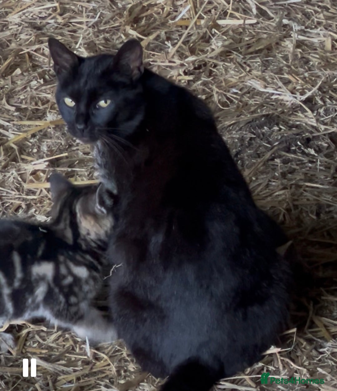 Mixed Breed cats for sale: Kittens - Image 1