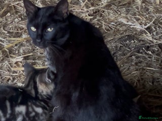 Mixed Breed cats - Advert 1