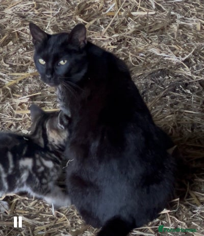 Mixed Breed cats - Advert 5