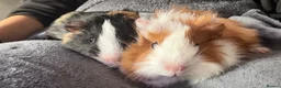 Guinea Pig rodents for sale: 6 guinea pigs  - Advert 4