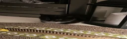 Mixed Breed cats for sale: Black & white kitten  - Advert 4