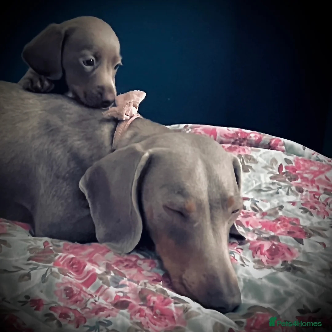 Miniature Dachshund dogs for stud: STUD: Proven Handsome Isabella Mini Daxi  in Hitchin - Advert 5