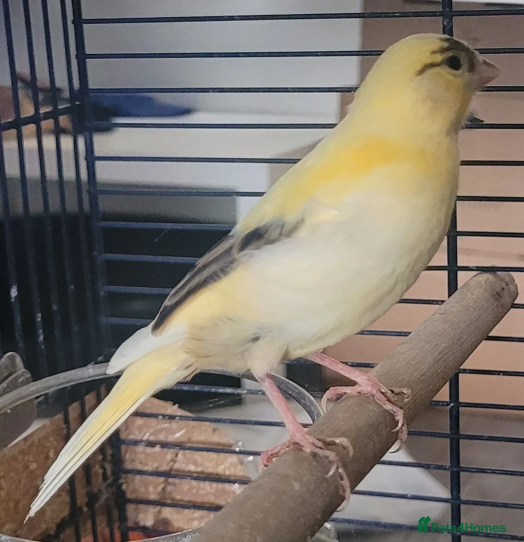 Canaries birds for sale: Beautiful Canaries 7 weeks £30 each or x4 for £110 - Advert 2