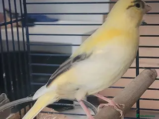 Canaries birds Beautiful Fife Canaries 8 wks £25 or 4 for £80 - Advert 1