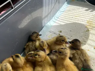 Ducks poultry for sale: Ducklings - Advert 3