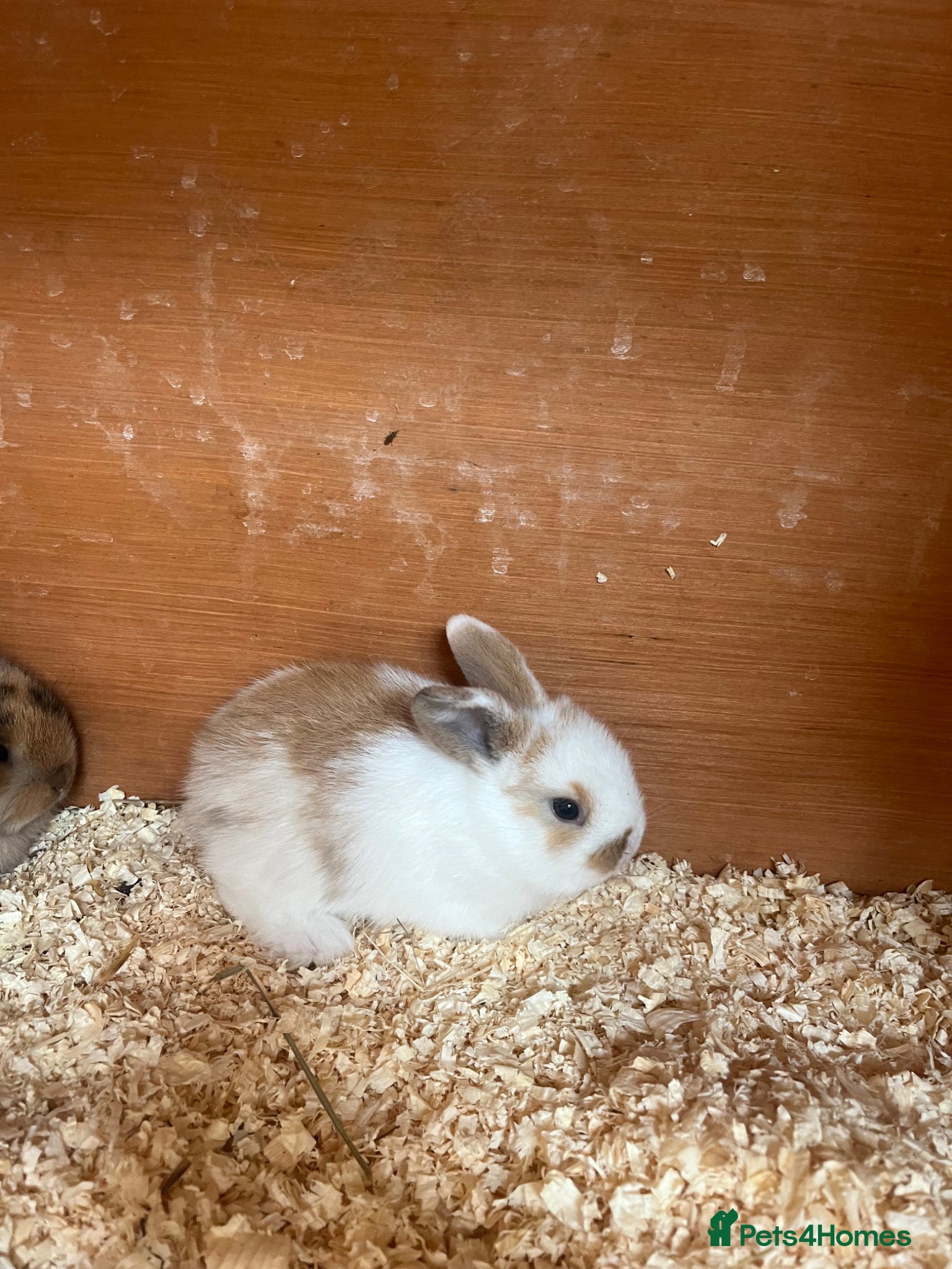 Mini Lop rabbits for sale: Beautiful Mini Lop kits  - Advert 1