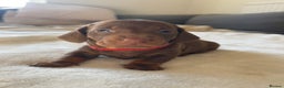 Miniature Dachshund dogs for sale: Beautiful Baby Sausages - Advert 5