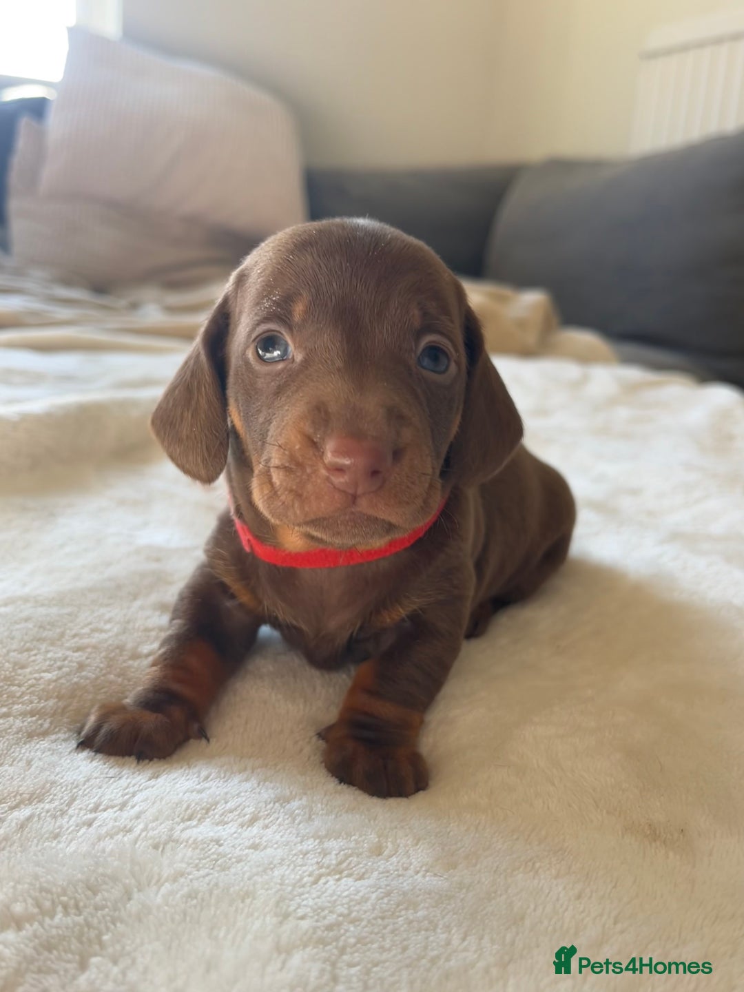 Miniature Dachshund dogs for sale: Beautiful Baby Sausages - Advert 5
