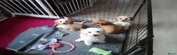 Mixed Breed dogs for sale: Cavapoochon puppies with 5 weeks free insurance  - Advert 5