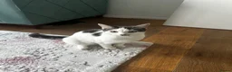 Mixed Breed cats for sale: 8 adorable kittens for sale in Hungerford - Advert 3