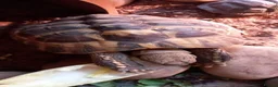 Tortoise reptiles for sale: Hermann tortoise 7 years old  in Alton - Advert 1