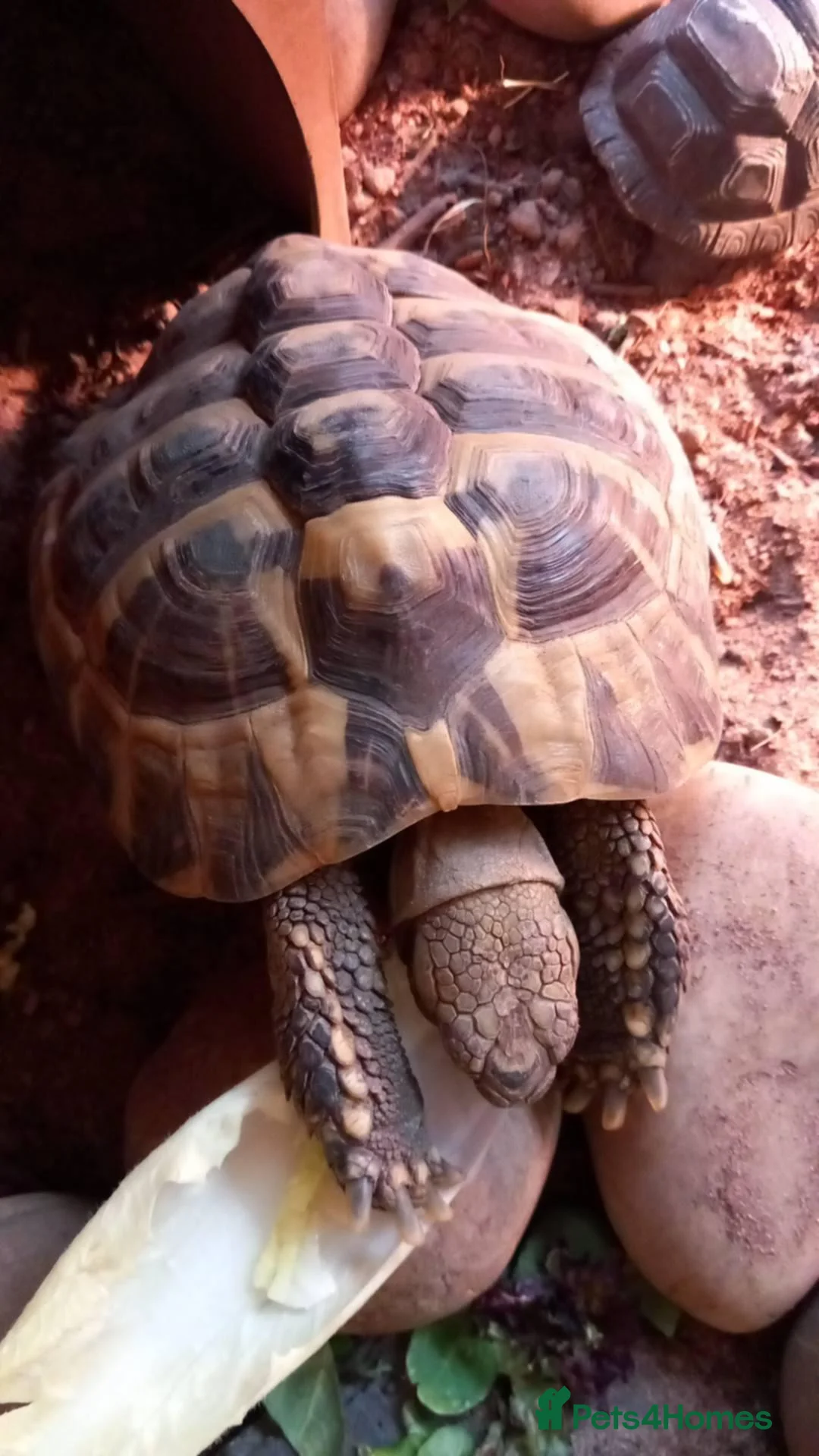 Tortoise reptiles for sale: Hermann tortoise 7 years old  in Alton - Advert 1