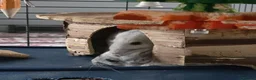 Chinchilla rodents for sale: 2 Male chinchillas - Advert 3