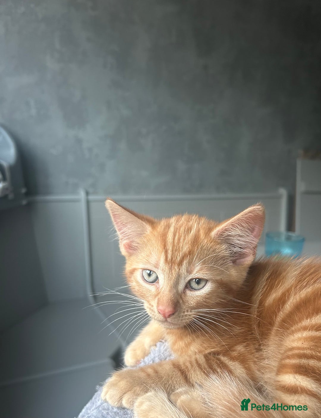British Longhair cats for sale: Cute ginger male kitten - Image 2