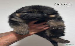 German Shepherd dogs for sale: BIG BONDED, LONG HAIRED GSD PUPPYS  - Image 14