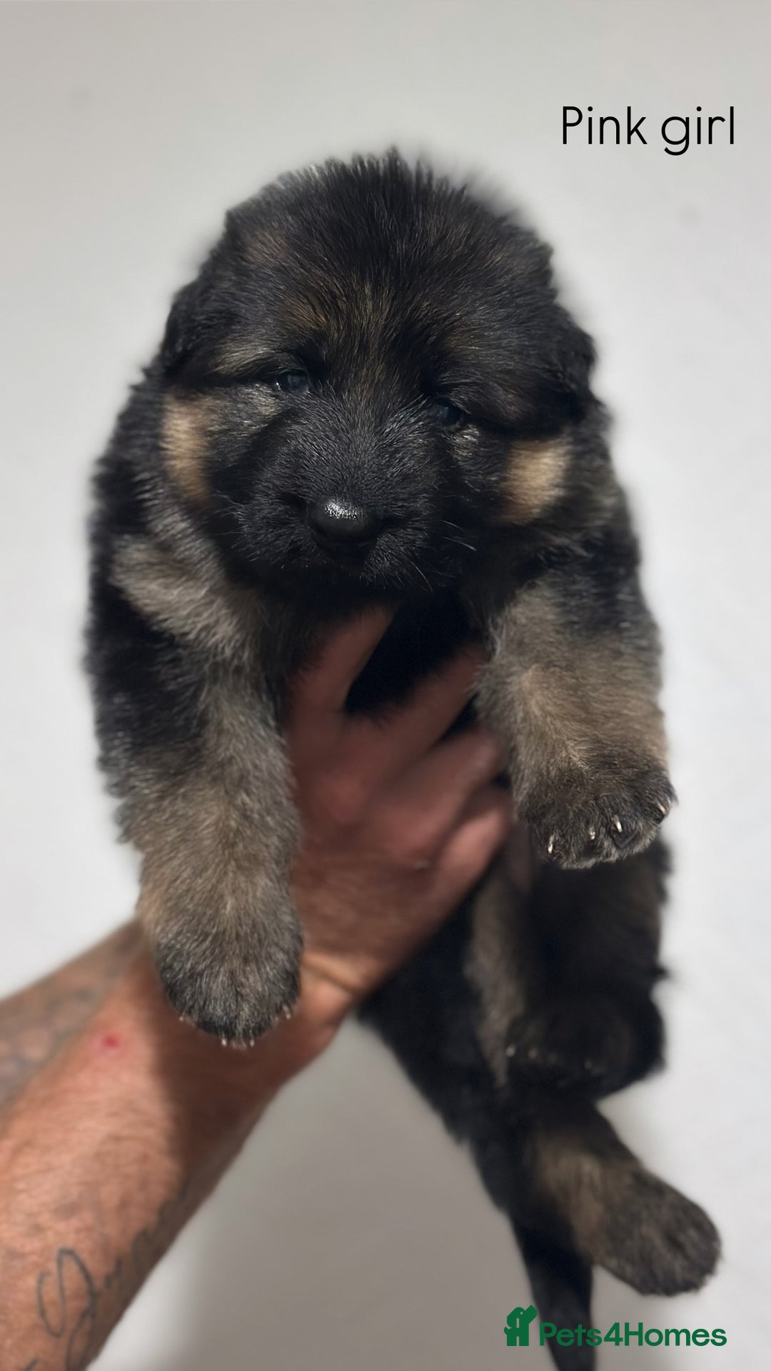 German Shepherd dogs for sale: BIG BONDED, LONG HAIRED GSD PUPPYS  - Image 14