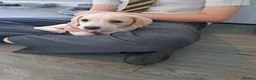 Beagle dogs for sale: Gorgeous 16 week old lemon beagle puppy  - Advert 2