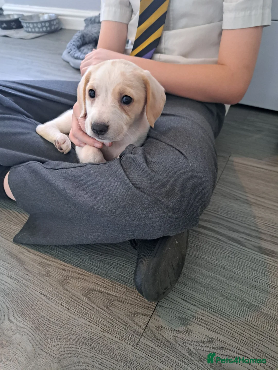 Beagle dogs for sale: Gorgeous 16 week old lemon beagle puppy  - Advert 2