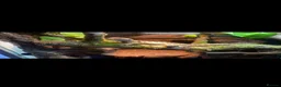 Lizard reptiles for sale: Australian water dragon  - Advert 4