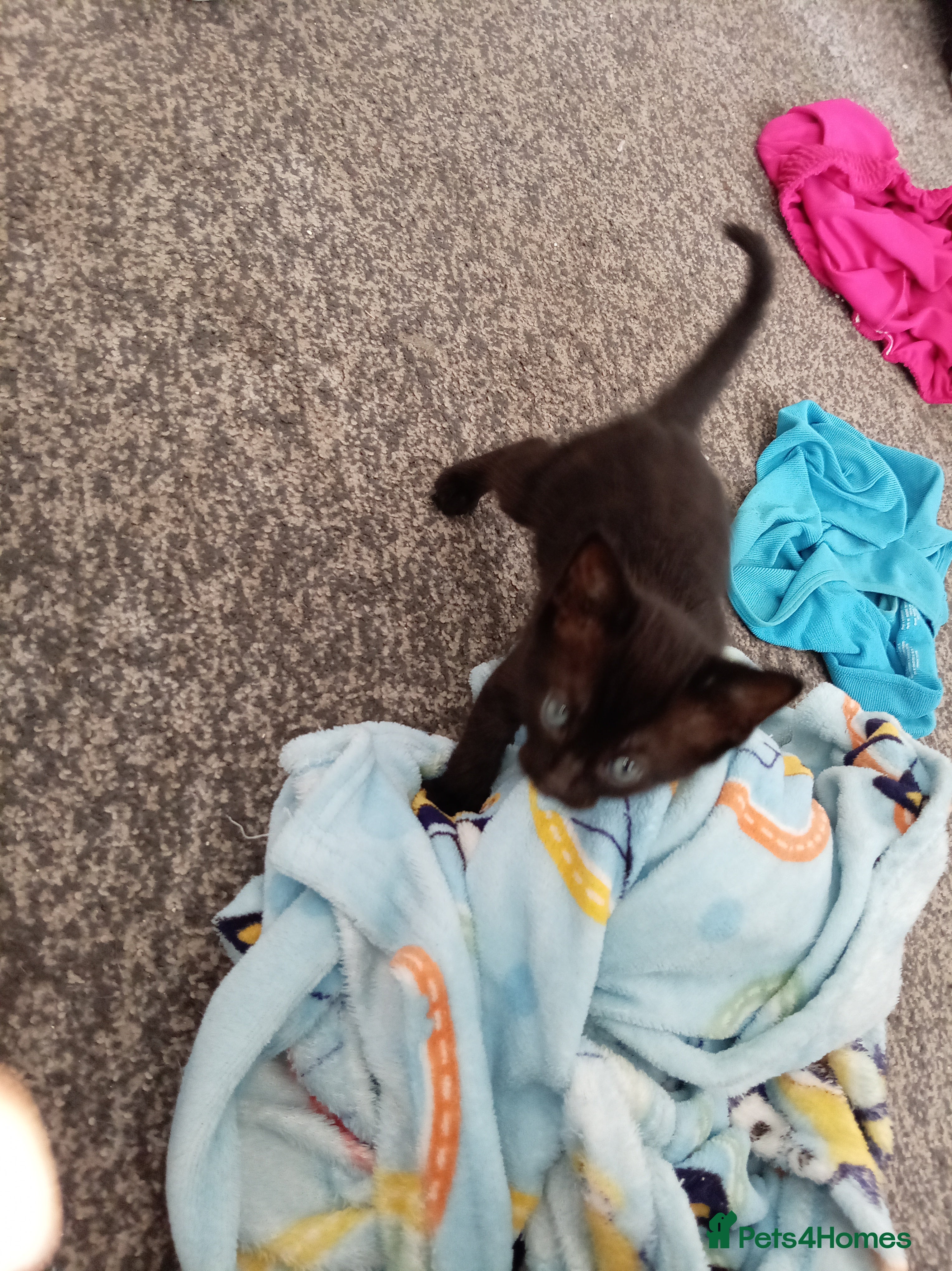 Bengal cats for sale: 2 male Bengal kittens - Advert 3