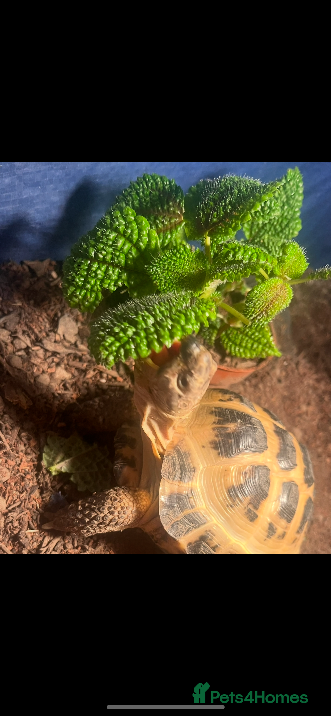 Tortoise reptiles for sale: 8 year old horsefield tortoise with tortoise table - Advert 2