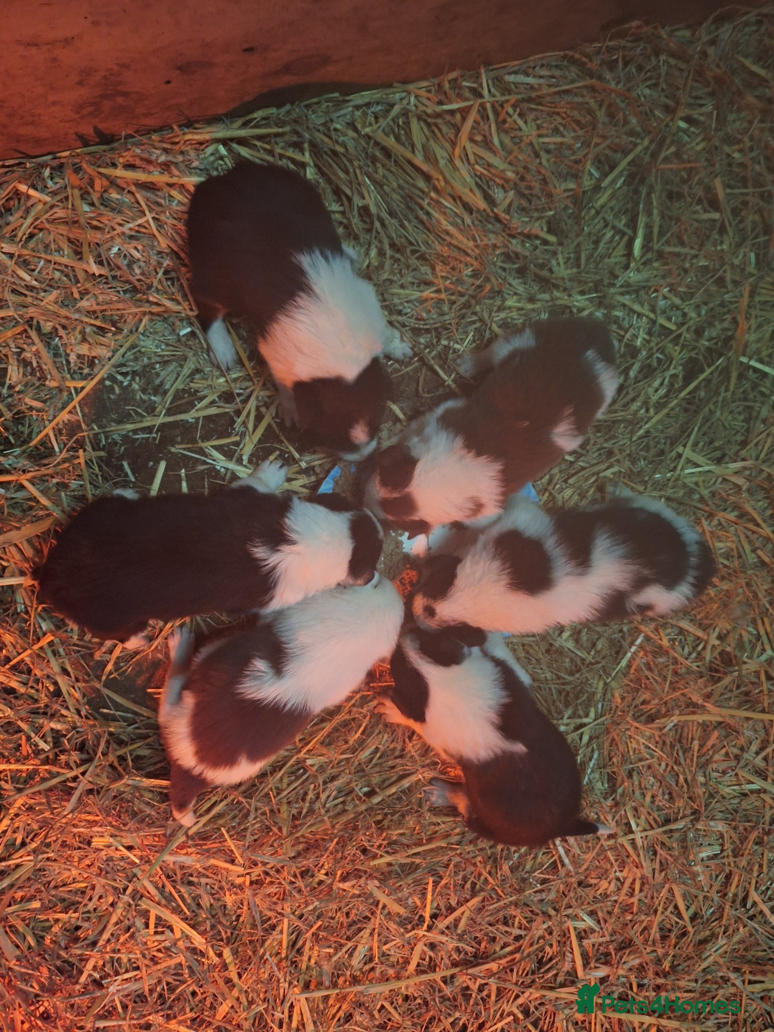 Border Collie dogs for sale: Lovely farm bred Border Collie puppies in Brackley - Advert 6