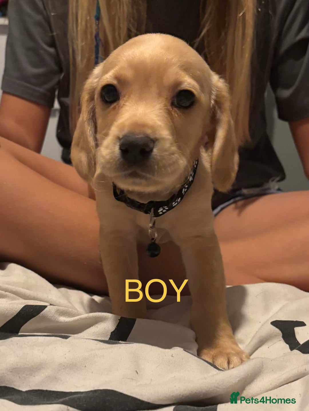 Mixed Breed dogs for sale: Beautiful mixed breed pups!  - Image 4