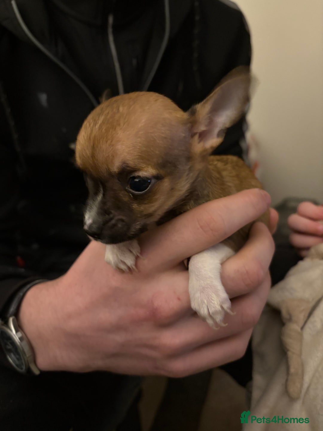 Mixed Breed dogs for sale: Jackawawa pups  - Advert 20