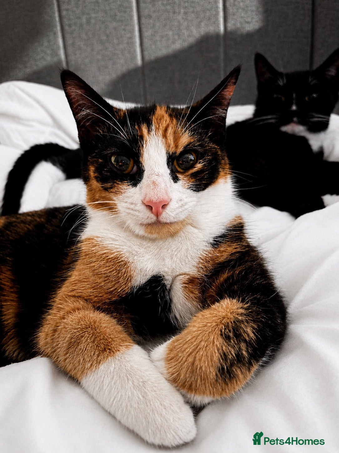 Mixed Breed cats 2 kitten male and female ready to be collected  - Advert 1