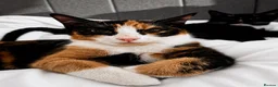 Mixed Breed cats for sale: 2 kitten male and female ready to be collected  - Advert 1