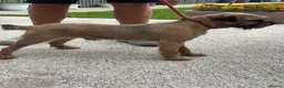 Border Terrier dogs for sale: Kc border terriers  - Advert 2