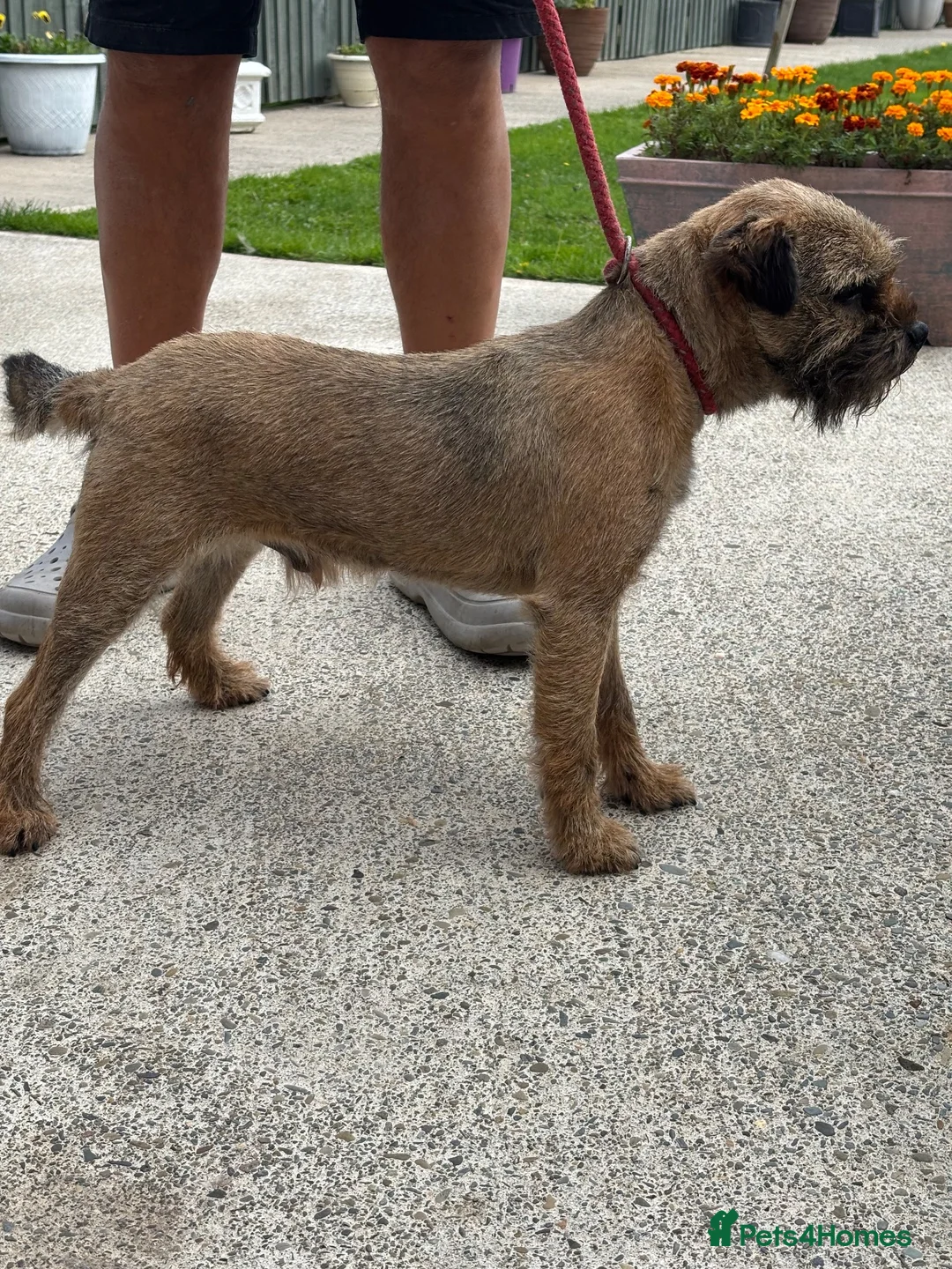 Border Terrier dogs for sale: Kc border terriers  - Advert 2