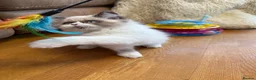Selkirk Rex cats for sale: Two kittens left  - Advert 10