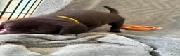 Mixed Breed dogs for sale: Labrador x staff - Advert 11