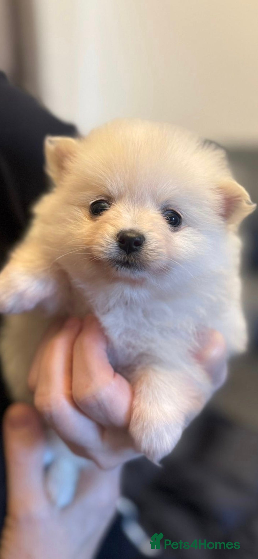 Pomchi dogs for sale: Beautiful pomchi pups - Advert 10