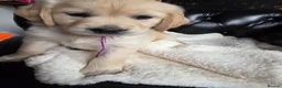 Golden Retriever dogs for sale: Two girls three boys available  golden retrievers  in Blackpool - Advert 4