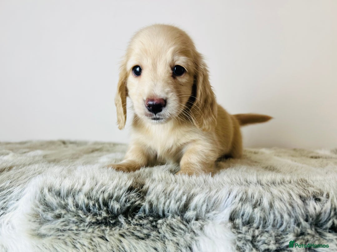 Miniature Dachshund dogs for sale: Cream Long Haired - Ready now! Boys and Girls  - Image 9
