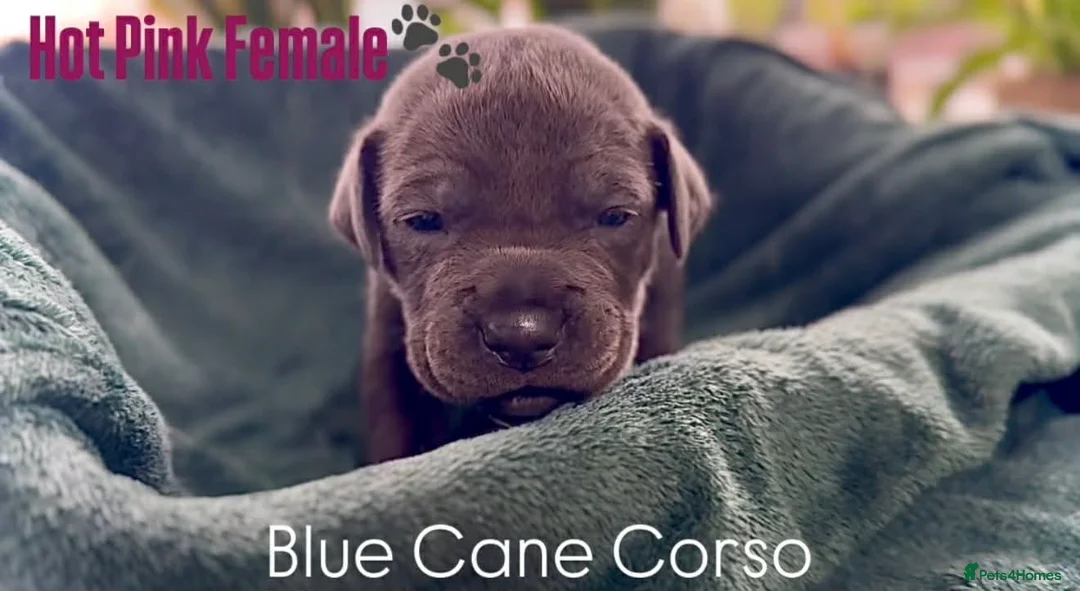 Cane Corso dogs for sale: Cane corso - Advert 9
