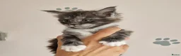 Maine Coon cats for sale: Pedigree XXL mainecoon kittens  - Advert 6