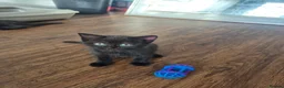Mixed Breed cats for sale: 2 beautiful Kittens  - Advert 3