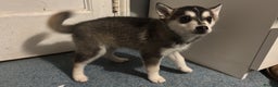Pomsky dogs for sale: F4 tiny pomsky pups REDUCED need homes now - Advert 16