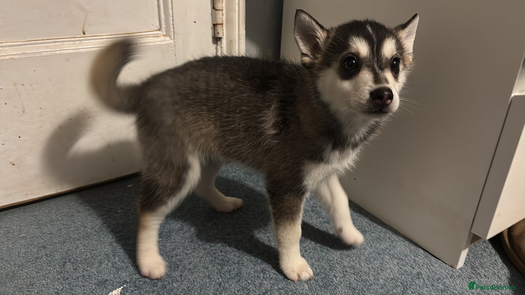 Pomsky dogs for sale: F4 tiny pomsky pups REDUCED need homes now - Advert 16