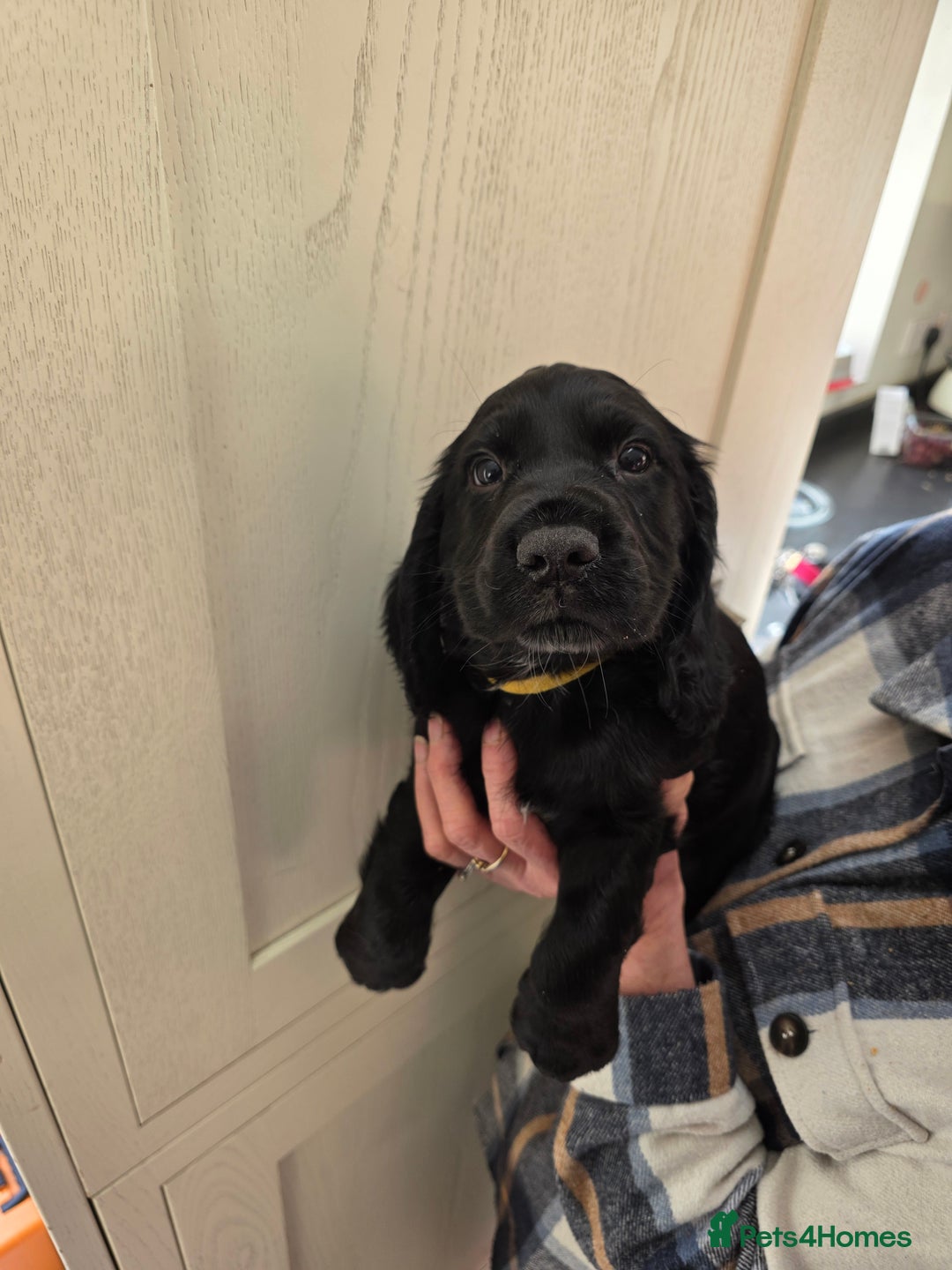 Cocker Spaniel dogs for sale: LAST BOY REMAINING REDUCED kc reg! Cocker spaniel - Image 12