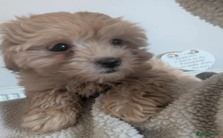 Maltipoo dogs - Advert 3