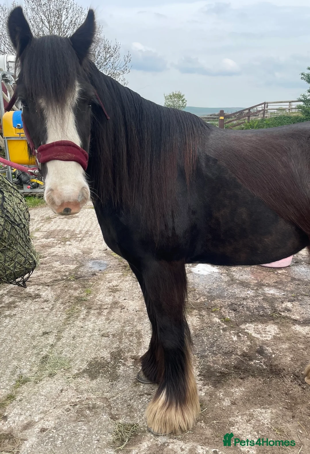 Riding pony horses for sale: Part loan in Buxton - Advert 2
