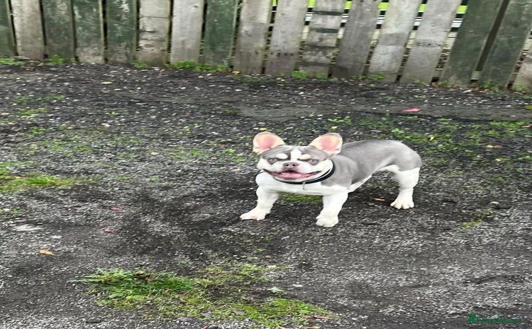 French Bulldog dogs in Sunderland - Advert 4